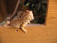 <img200*0:stuff/z/40466/house%2520of%2520reptiles/i1173147025_8.jpg>