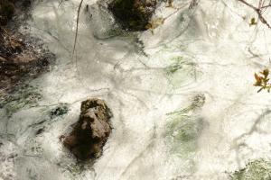 <img300*0:stuff/z/43221/Blaithin%2527s%2520Swamp%2520File/Birds%20010.JPG>