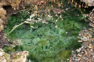 <img300*0:stuff/z/43221/Blaithin%2527s%2520Swamp%2520File/Birds%20013.JPG>