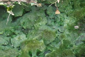 <img300*0:stuff/z/43221/Blaithin%2527s%2520Swamp%2520File/Birds%20014.JPG>