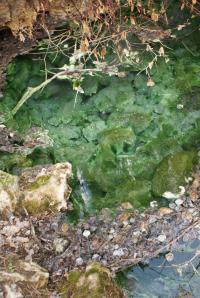 <img200*0:stuff/z/43221/Blaithin%2527s%2520Swamp%2520File/Birds%20015.JPG>