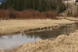 <img300*0:stuff/z/43221/Blaithin%2527s%2520Swamp%2520File/Birds%20024.JPG>