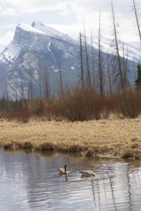 <img200*0:stuff/z/43221/Blaithin%2527s%2520Swamp%2520File/Birds%20025.JPG>