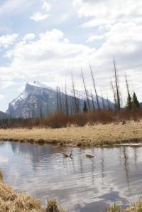 <img200*0:stuff/z/43221/Blaithin%2527s%2520Swamp%2520File/Birds%20028.JPG>