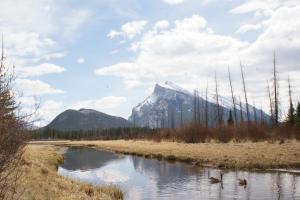 <img300*0:stuff/z/43221/Blaithin%2527s%2520Swamp%2520File/Birds%20029.JPG>