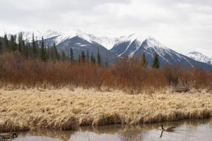 <img300*0:stuff/z/43221/Blaithin%2527s%2520Swamp%2520File/Birds%20039.JPG>