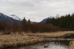 <img300*0:stuff/z/43221/Blaithin%2527s%2520Swamp%2520File/Birds%20048.JPG>
