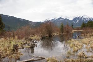 <img300*0:stuff/z/43221/Blaithin%2527s%2520Swamp%2520File/Birds%20058.JPG>