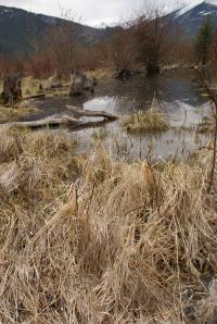 <img200*0:stuff/z/43221/Blaithin%2527s%2520Swamp%2520File/Birds%20059.JPG>