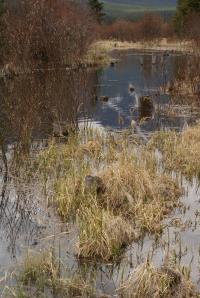 <img200*0:stuff/z/43221/Blaithin%2527s%2520Swamp%2520File/Birds%20061.JPG>
