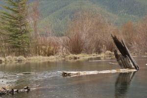 <img300*0:stuff/z/43221/Blaithin%2527s%2520Swamp%2520File/Birds%20066.JPG>