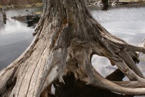 <img300*0:stuff/z/43221/Blaithin%2527s%2520Swamp%2520File/Birds%20069.JPG>