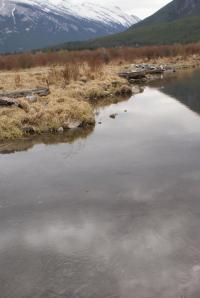 <img200*0:stuff/z/43221/Blaithin%2527s%2520Swamp%2520File/Birds%20071.JPG>