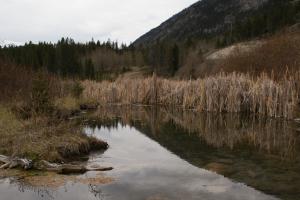 <img300*0:stuff/z/43221/Blaithin%2527s%2520Swamp%2520File/Birds%20094.JPG>