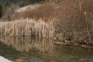 <img300*0:stuff/z/43221/Blaithin%2527s%2520Swamp%2520File/Birds%20095.JPG>