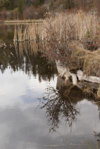 <img200*0:stuff/z/43221/Blaithin%2527s%2520Swamp%2520File/Birds%20099.JPG>