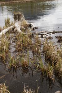 <img200*0:stuff/z/43221/Blaithin%2527s%2520Swamp%2520File/Birds%20106.JPG>