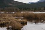 Blaithin's Swamp File