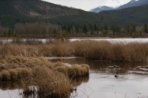<img300*0:stuff/z/43221/Blaithin%2527s%2520Swamp%2520File/Birds%20108.JPG>