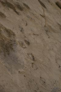<img200*0:stuff/z/43221/Blaithin%2527s%2520Swamp%2520File/Birds%20115.JPG>