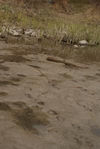 <img200*0:stuff/z/43221/Blaithin%2527s%2520Swamp%2520File/Birds%20117.JPG>