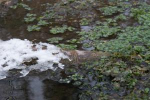 <img300*0:stuff/z/43221/Blaithin%2527s%2520Swamp%2520File/Jan%2010th%20054.JPG>
