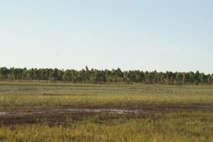 <img300*0:stuff/z/43221/Blaithin%2527s%2520Swamp%2520File/Kalinga%20%2b%20090.JPG>
