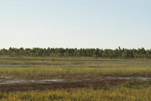 <img300*0:stuff/z/43221/Blaithin%2527s%2520Swamp%2520File/Kalinga%20%2b%20091.JPG>
