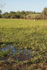 <img200*0:stuff/z/43221/Blaithin%2527s%2520Swamp%2520File/Kalinga%20%2b%20184.JPG>