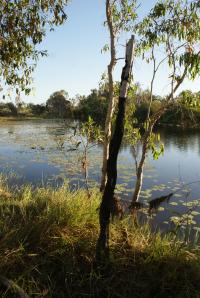 <img200*0:stuff/z/43221/Blaithin%2527s%2520Swamp%2520File/Kalinga%20%2b%20196.JPG>
