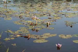 <img300*0:stuff/z/43221/Blaithin%2527s%2520Swamp%2520File/Kalinga%20%2b%20199.JPG>