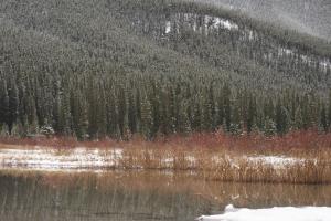 <img300*0:stuff/z/43221/Blaithin%2527s%2520Swamp%2520File/Snow%20Day%20053.JPG>