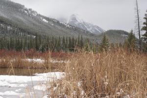 <img300*0:stuff/z/43221/Blaithin%2527s%2520Swamp%2520File/Snow%20Day%20054.JPG>