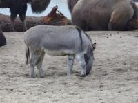 <img200*0:stuff/z/45154/DutchyKiPhotoUpload/P1050246.JPG>