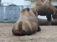 <img200*0:stuff/z/45154/DutchyKiPhotoUpload/P1050247.JPG>