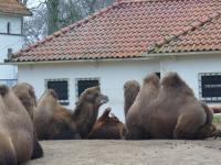 <img200*0:stuff/z/45154/DutchyKiPhotoUpload/P1050248.JPG>