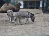 <img200*0:stuff/z/45154/DutchyKiPhotoUpload/P1050250.JPG>