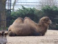 <img200*0:stuff/z/45154/DutchyKiPhotoUpload/P1050254.JPG>