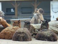 <img200*0:stuff/z/45154/DutchyKiPhotoUpload/P1050255.JPG>