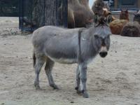 <img200*0:stuff/z/45154/DutchyKiPhotoUpload/P1050256.JPG>