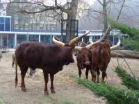 <img200*0:stuff/z/45154/DutchyKiPhotoUpload/P1050257.JPG>