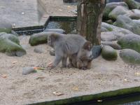 <img200*0:stuff/z/45154/DutchyKiPhotoUpload/P1050258.JPG>