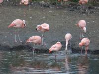 <img200*0:stuff/z/45154/DutchyKiPhotoUpload/P1050262.JPG>
