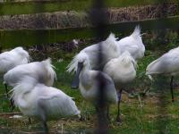 <img200*0:stuff/z/45154/DutchyKiPhotoUpload/P1050263.JPG>