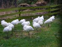 <img200*0:stuff/z/45154/DutchyKiPhotoUpload/P1050264.JPG>