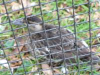 <img200*0:stuff/z/45154/DutchyKiPhotoUpload/P1050265.JPG>