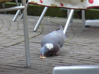 <img200*0:stuff/z/45154/DutchyKiPhotoUpload/P1050267.JPG>