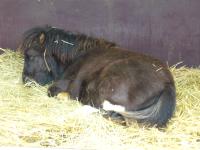 <img200*0:stuff/z/45154/DutchyKiPhotoUpload/P1050270.JPG>