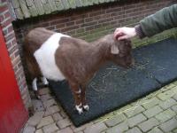 <img200*0:stuff/z/45154/DutchyKiPhotoUpload/P1050271.JPG>