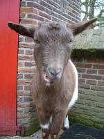 <img150*0:stuff/z/45154/DutchyKiPhotoUpload/P1050272.JPG>